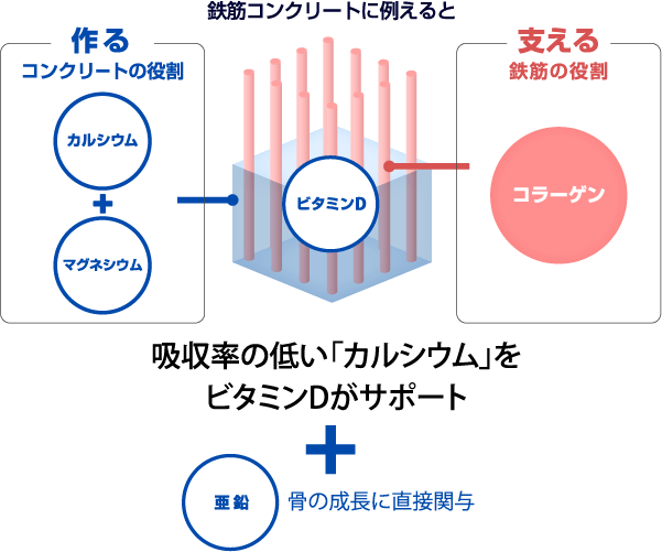 骨の形成に必要な栄養素って？